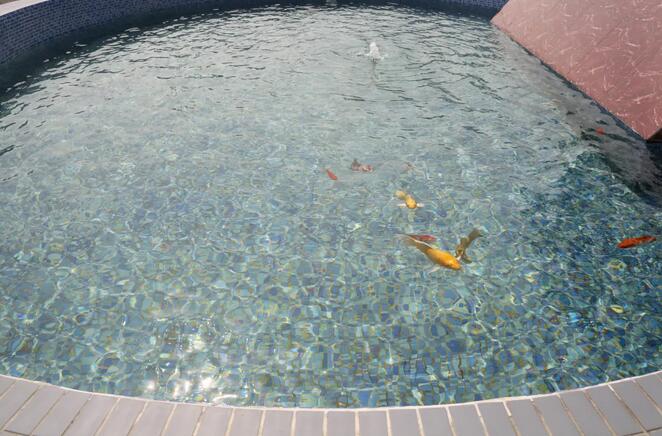 污水凈化后可養(yǎng)魚？這家污水處理廠真牛！-