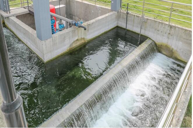 污水凈化后可養(yǎng)魚？這家污水處理廠真牛！-